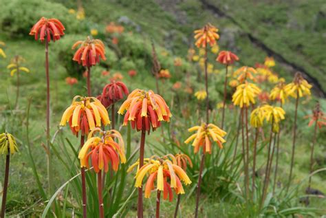  Discovering Diverse Gardens: An Ethiopian Journey Through Plants and Culture