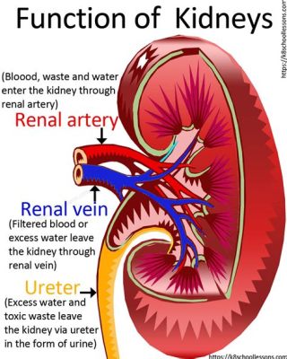  Kidney: A Deep Dive into the Human Anatomy and its Functions