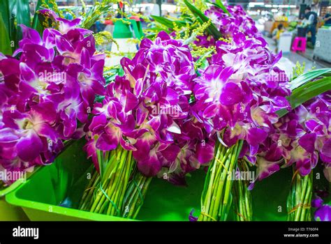  Luxury Orchids: A Thai Gardener's Symphony of Blooms